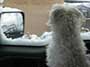 Dog Looking out Window