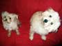 Two cute dogs