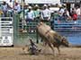 Bull Riding