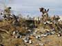 Shoe Tree CA